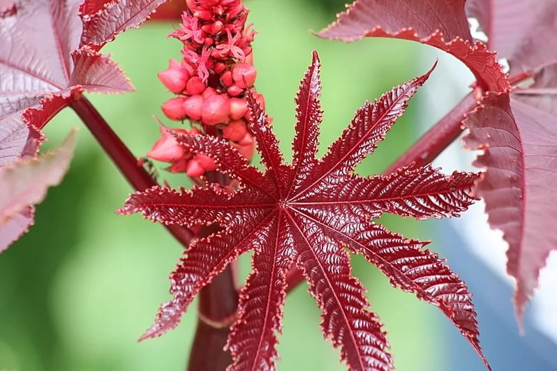 Клещевина с красными листьями