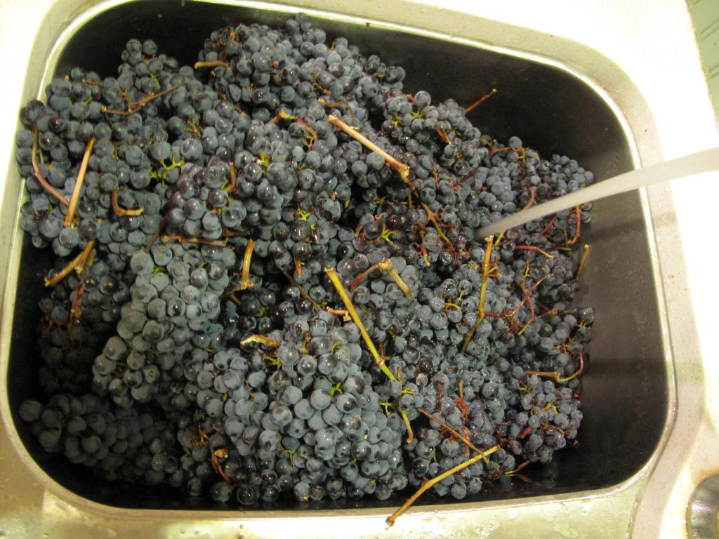 как сделать вино из винограда изабелла
