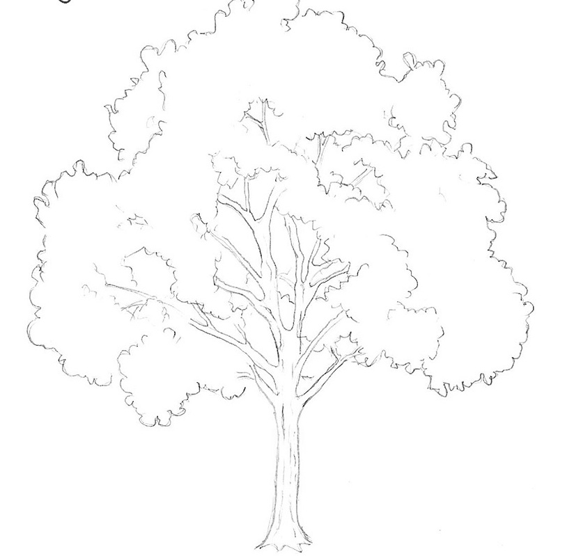 Рисунок дерева