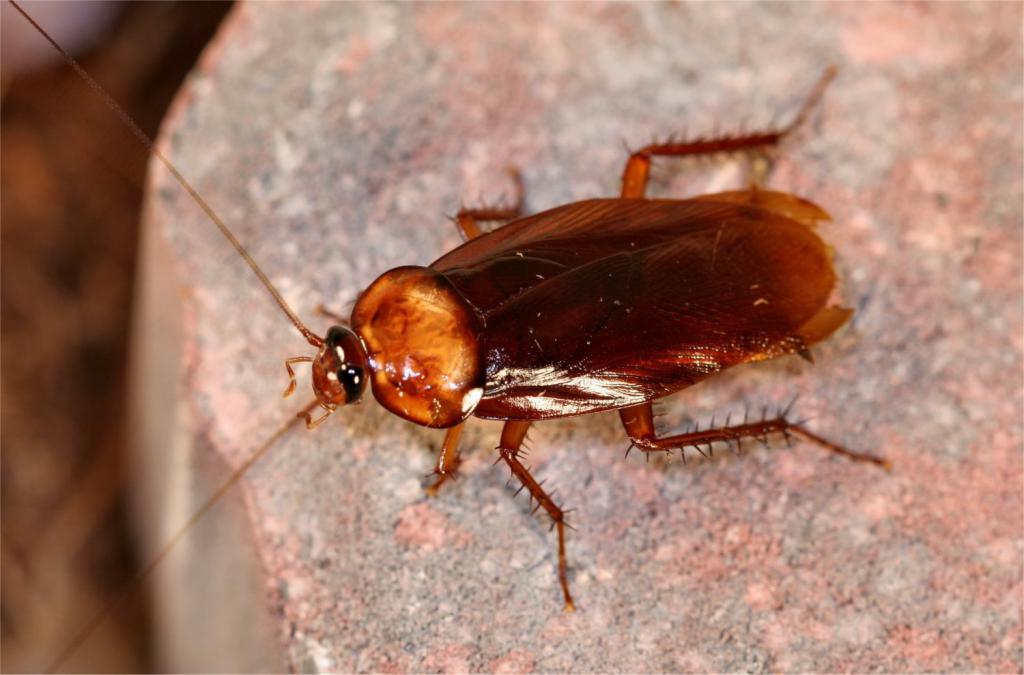 Идентификация тараканов