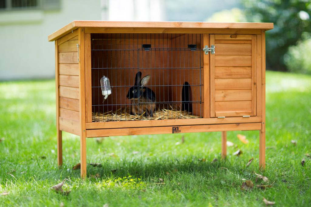 Содержание декоративных кроликов: вольер и комната - Наши Кролики