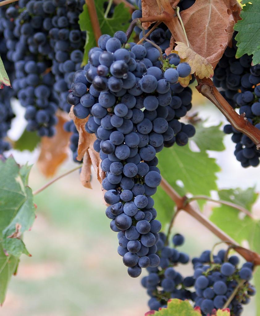 как правильно сделать вино из винограда изабелла