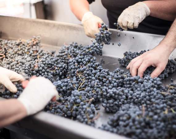 как сделать вкусное вино из винограда изабелла