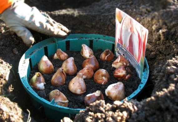 Когда сажать луковицы тюльпанов