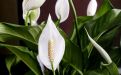 Цветок Спатифиллум, уход в домашних условиях: пересадка, полив и размножение