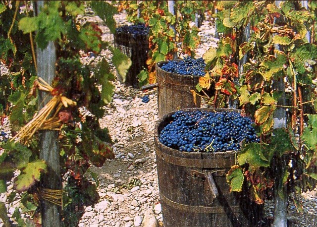домашнее вино из винограда изабелла простой рецепт