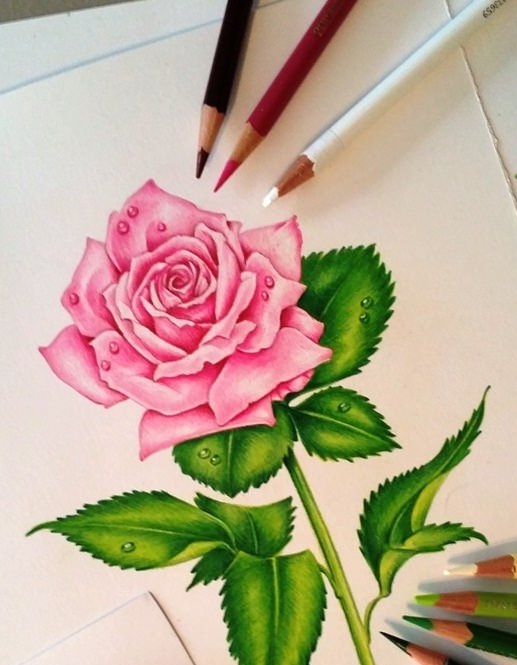 роза и карандаши