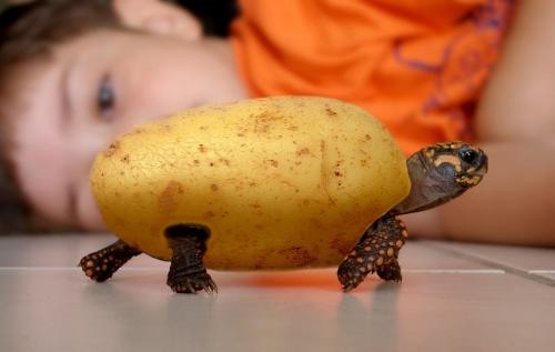 Черепаха из картошки