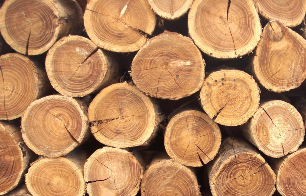 Поделки из дерева своими руками: фото легких идей деревяных поделок для сада, дома, дачи